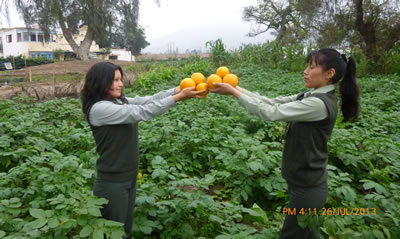 Naranjas Huando